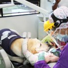 Aldo es el primer asistente dental canino de Ecuador. Trabaja para calmar a los niños.