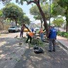 Hecho. El árbol se encontraba en una de las jardineras de la intersección.