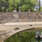 En el centro de crianza de Isabela, visitantes observan a varias tortugas, detrás de unas mallas que se instalaron el año anterior.