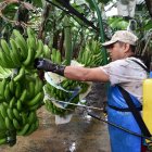 Experimentos. Bananeras de Mariscal Sucre llegan a aplicar hasta diez ciclos de fumigación con los nuevos productos. Allí hay fincas que se han reconvertido con buen resultado en producción.