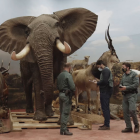 Entre los ejemplares se encontraron animales con diversos niveles de protección