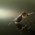 Este virus es transportado por mosquitos y los síntomas de la infección suelen ser leves en los adultos.