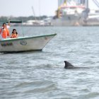 La comunidad y las autoridades busca activar acciones para la conservación de esa especie.
