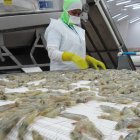 Labor.- El camarón ecuatoriano, listo para ser empacado y exportado.