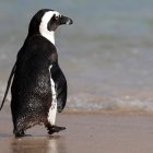 Un pingüino se adentra en el mar en la playa Boulders en Ciudad del Cabo (Sudáfrica).