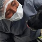 El animal recibió las puñaladas y ahora se encuentra en recuperación