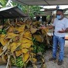 Los Ríos. Algunos productores ven con impotencia cómo se madura la fruta que no pueden comercializar.
