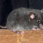 Fotografía cedida hoy por el Instituto Nacional de Biodiversidad (Inabio) de Ecuador que muestra un ratón de la especie "Chilomys georgeledecii", nombrado en honor al conservacionista italiano George Ledeci, por su apoyo en la conservación de los bosques andinos.