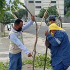 Personal municipal se encargó de levantar y enderezar los árboles que resultaron afectados.
