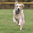 Hay que saber escoger el perro que se adapte al estilo de vida de cada uno.