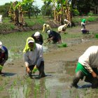 En el cultivo agroecológico se pone una plántula cada 25 centímetros.