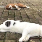 Ciudadanos han abandonado y tirado a sus gatos por ventanas por el temor a contraer covid.