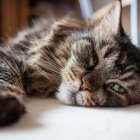 Con el tiempo, los animales van perdiendo agilidad.