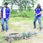 Instante en el que el cocodrilo fue capturado, previo a ser liberado.