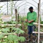 Hacienda.- Trabajos en la hacienda Valle Flor.