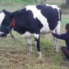 Finca.- Una persona saca manualmente la leche de la vaca en tiempo en que existe la mecanización, pero no todos pueden comprarla.