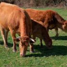 Imagen de archivo de unas vacas pastando en un prado.