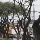 TALAN VARIOS ARBOLES EN SAMANES EN LA AVENIDA FRANCISCO RIZZO E FRANCISCO AYORA  PERIODISTA :JUAN DANIEL PONCE FECHA : 05/05/2022 Agencia (ag-extra)