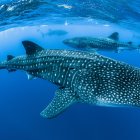 El transporte marítimo supone una importante amenaza para el tiburón ballena, en peligro de extinción.EFE/ Crédito: Simon Pierce. Imagen facilitada por la Universidad de Southampton y la Asociación de Biología Marina.