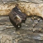 Imagen de un murciélago de orejas de ratón.