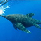 Ilustración cedida por la Universidad de Magallanes que muestra el aspecto que tendría una hembra preñada de ictiosaurio, en el glaciar Tyndall, ubicado en el parque nacional Torres del Paine en la Patagonia (Chile).