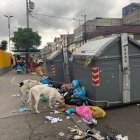 Perros. El problema no es solo la falta de capacidad de los contenedores, sino que la gente deja la basura donde quiere y eso atrae a perros, ratas y mosquitos.