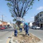 Trabajos. Autoridades participaron en la plantación de árboles.