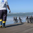 Las aves marinas fueron liberadas la semana pasada en la localidad de San Clemente del Tuyú, al sur de la provincia de Buenos Aires, aunque fue hoy cuando se informó del proceso.