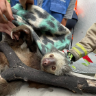 Suceso. El rescate del animal tardó aproximadamente una hora.