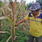 Efecto. Segundo Morán muestra las consecuencias que ha dejado la plaga.