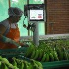 Costo. El ministro Manzano señaló que la caja de banano cuesta $ 6,25.