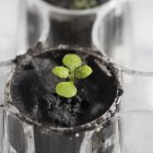 Una planta de berro (Arabidopsis thaliana) cultivada en suelo lunar durante unas dos semanas en el laboratorio de la institución en Gainesville, Florida