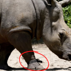 Helen, una rinoceronte blanca de 30 años, lleva un dispositivo de fitness en su pata delantera derecha mientras camina por la sabana del parque temático Animal Kingdom de Walt Disney World, el lunes 16 de mayo de 2022, en Lake Buena Vista, Florida.