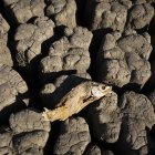 Imagen de archivo de la extrema sequía en la presa de Nqweba, en Sudáfrica.