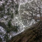Las tasas de mortalidad de los árboles han aumentado notablemente entre las especies de los bosques tropicales del noreste de Australia, lo que amenaza la mitigación del clima y otras funciones críticas de estos ecosistemas.