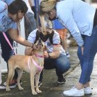 Acción. Perros y gatos buscan  hogares en esta nueva jornada.