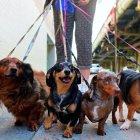 Muchas personas contratan a paseadores para que saquen al animal a diario.