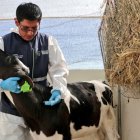 Acción. Un técnico de Agrocalidad aplica la vacuna contra la Aftosa.