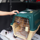 El grupo lleva a todos los animales que rescata al veterinario