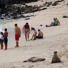 Dos lobos marinos y un grupo de personas disfrutan de la playa Mann, en la isla San Cristóbal, Archipiélago Galápagos (Ecuador), en una fotografía de archivo.