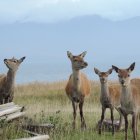 El ciervo rojo o ciervo europeo fue uno de los animales usados para el estudio.