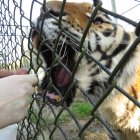 Fotografía cedida por la Universidad de Paraná que muestra a una persona mientras toma muestras a un tigre. EFE/ Alexánder Biondo Universidade De Paraná