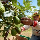TRABAJADOR AGRÍCOLA MIENTRAS COSECHA AGUACATES DESDE SEMBRÍO DE HACIENDA EN LA PROVINCIA DE PICHINCHA.
Productores de aguacate en una hacienda en Perucho nos muestran cómo se produce este fruto y los cuidados que se debe tener. Quito, 08 de Junio de 2018. Agencia (ag-extra ag-expreso-ag-quito).