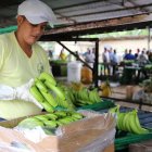 Los controles a la calidad de la fruta solo se aplicarán dentro de las fincas.