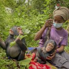 En cuanto Banalia, una chimpancé de un año, llegó el pasado diciembre al centro de rehabilitación de primates de Lwiro, en el este de la República Democrática del Congo (RDC), los veterinarios empezaron a tratar su malnutrición severa, sus heridas y sus traumas.