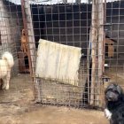 Hecho. Se denunció que algunas casas de las mascotas fueron dañadas durante el proceso de desalojo.