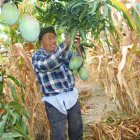 El mango se ha constituido en un producto importante para los agricultores de la Península.