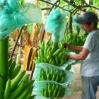 Hacienda.- El trabajo que se realiza en una bananera.