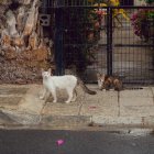 Hábitos. Al estar fuera de casa, los gatos adquieren hábitos molestosos.