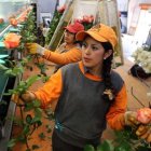 Uno de los sectores que más temen las paralizaciones es el florícola, por el cierre de vías.